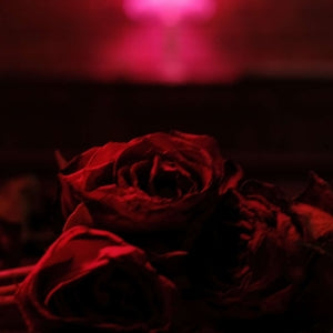 Paper Kites – Roses (LP)
