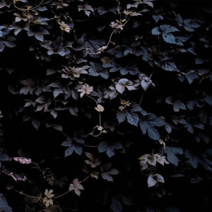 Michael Vallera – Vivid Flu (LP)