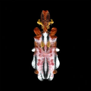 Scraps of Tape – Will To Burn (LP)