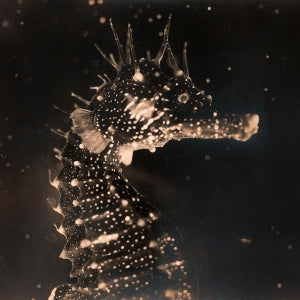 Tender Ender – Black Swan (LP)