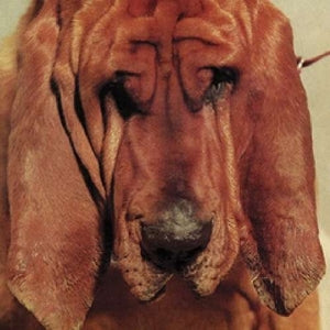 Ty Segall – Goodbye Bread (LP)