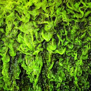 High Places – High Places Vs. Mankind (LP)